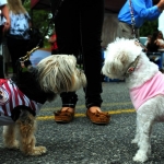WEBSITE BLOCK PARTY POOCH PARADE 1